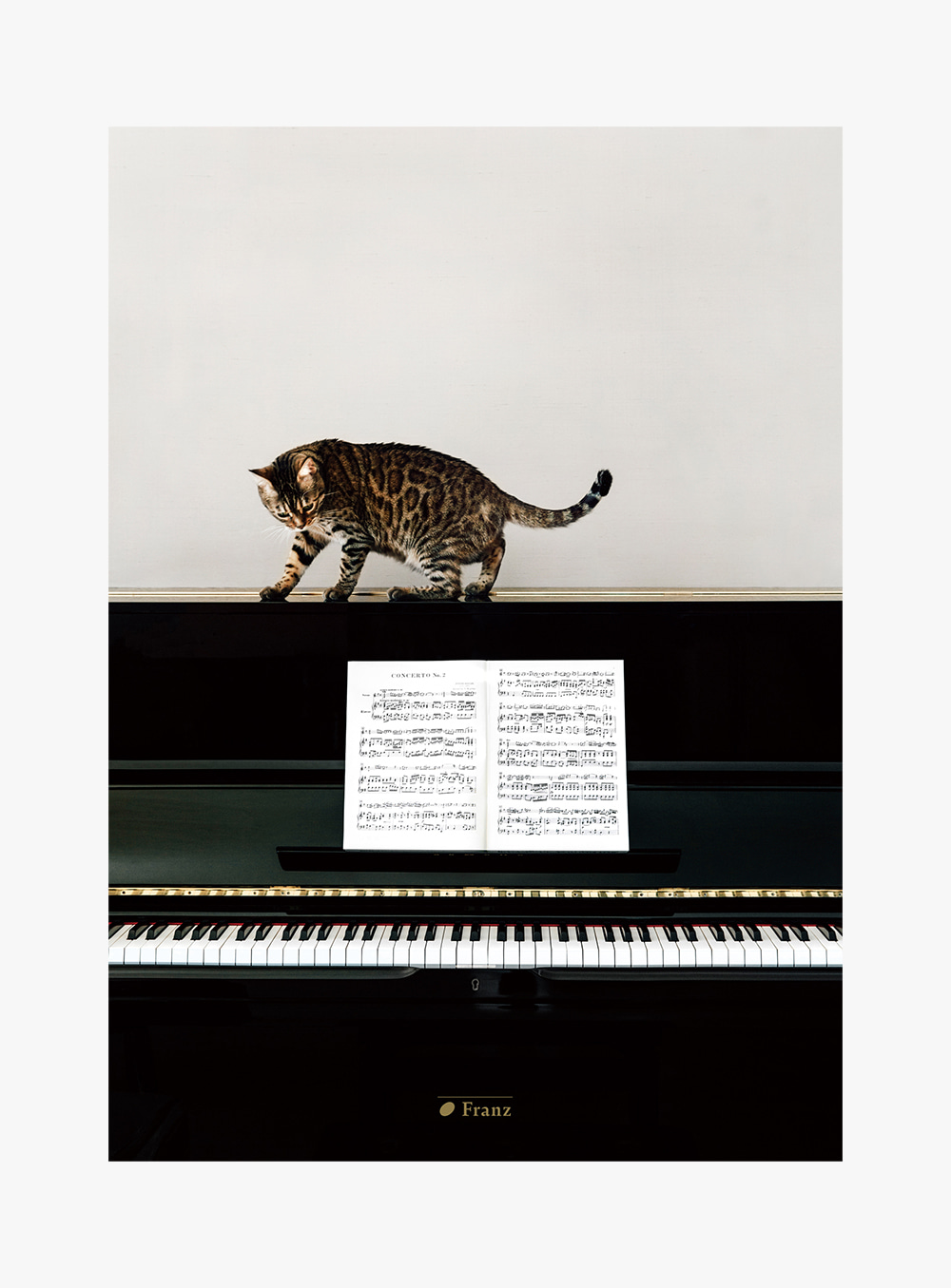 프란츠 - 피아노 위 고양이 포스터